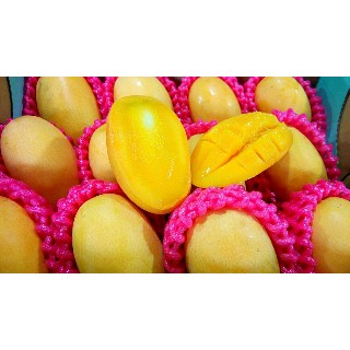 枋山在丛黄套袋 金龙芒果(限量)