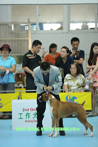 *明升杜賓犬(拳師犬)專業犬舍*2015/07/12桃園犬展